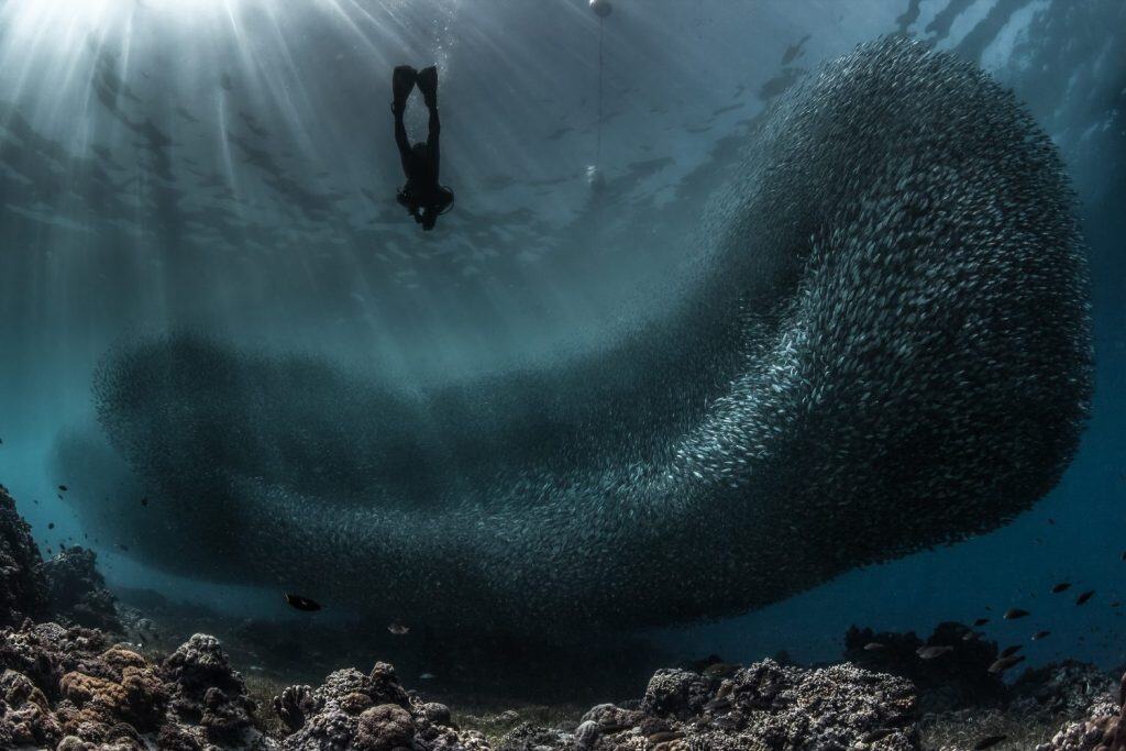 Diver and sardines