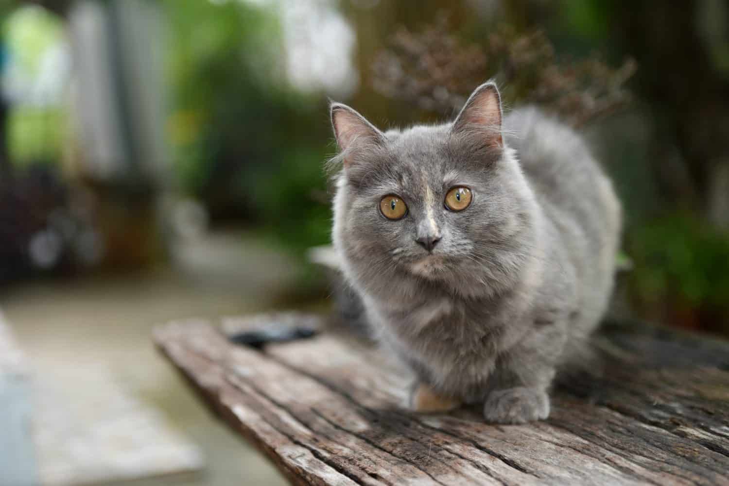 Lovely Munchkin Cat, Looking To Cameraman.
