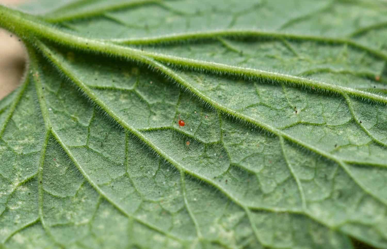 A Phytoseiulus persimilis predatory mite and egg on the underside of a leaf.