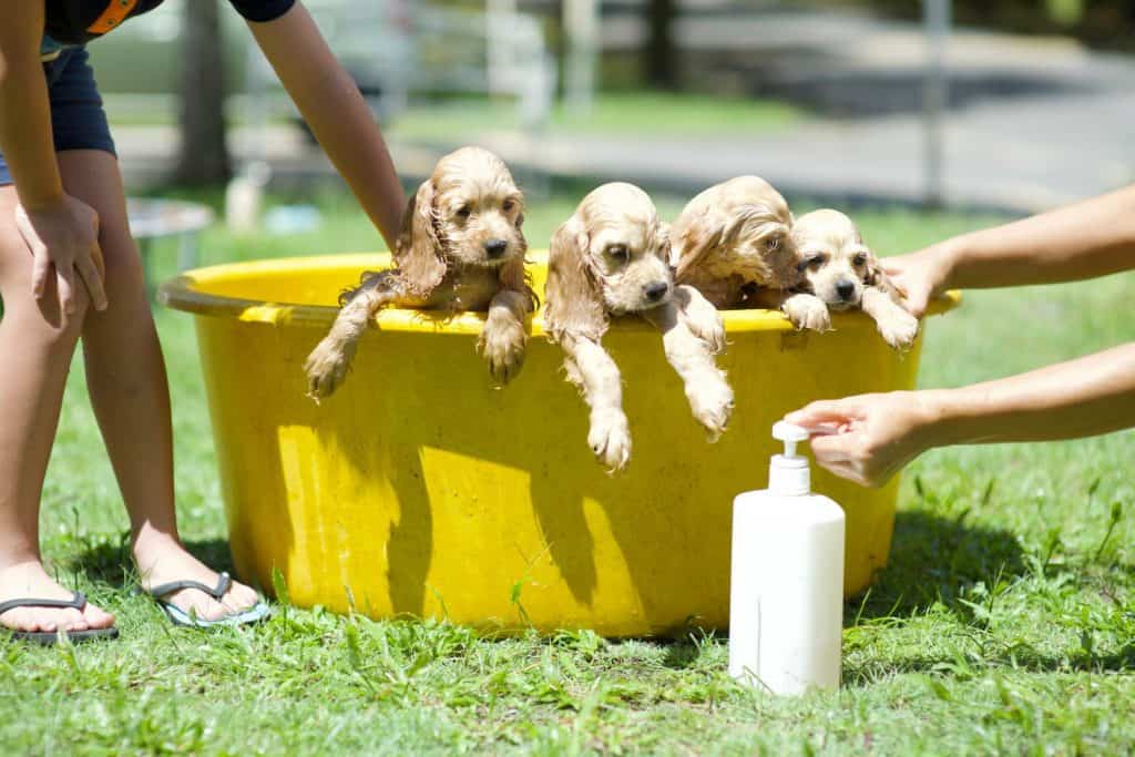 Puppies having a bath in a yellow basin.Little brown pups showering in outdoor.Summer baths.Dog hygiene care.Animal grooming.Pet bathtub.Young canine in tub.Bathing animals.Dogs with shampoo.