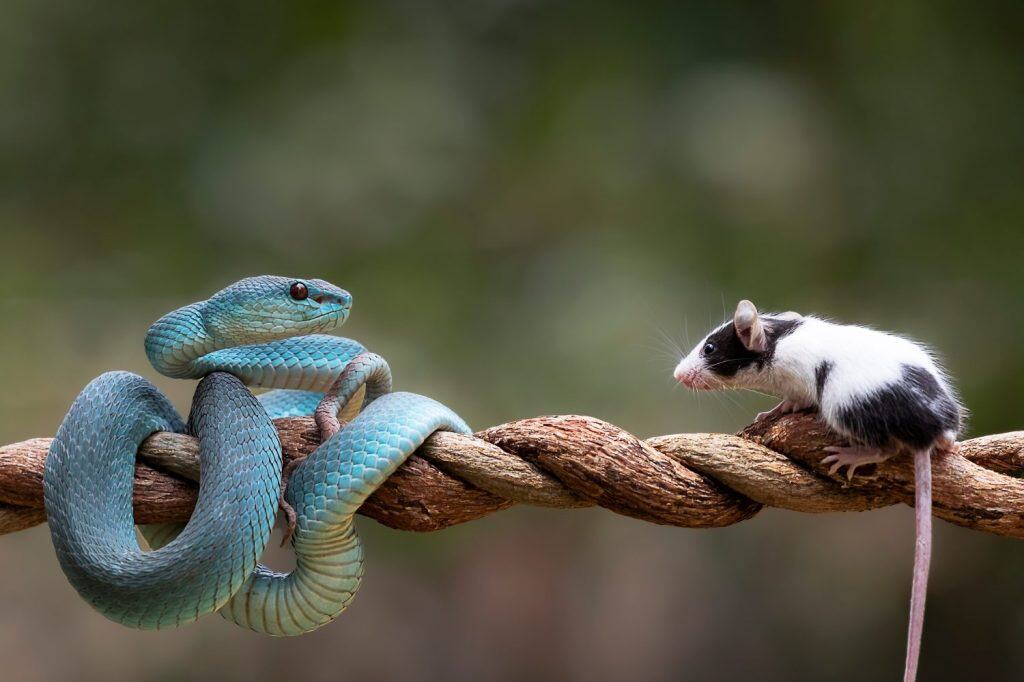 Blue Viper Snake as top predator ready to strike his prey mouse