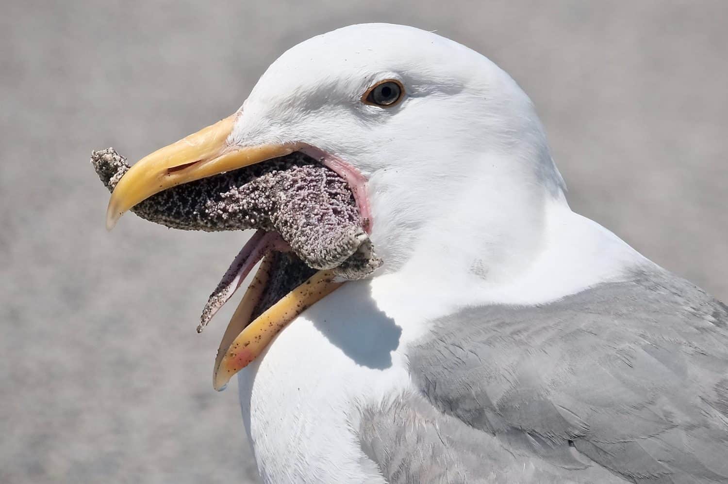 Close up of a Gull eating a Star Fish. Tongue visible.  