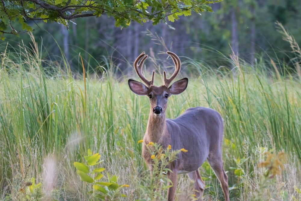 white-tailed deer male in summer