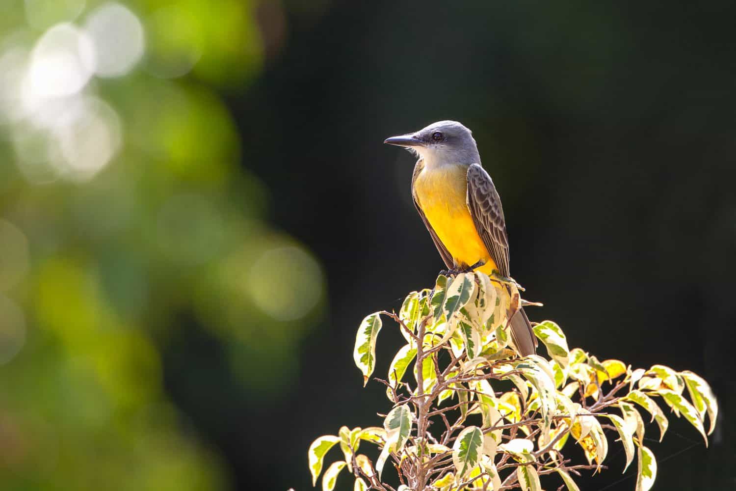 The Western Kingbird (Tyrannus verticalis) is a large tyrant flycatcher found throughout western environments of North America and as far as Mexico