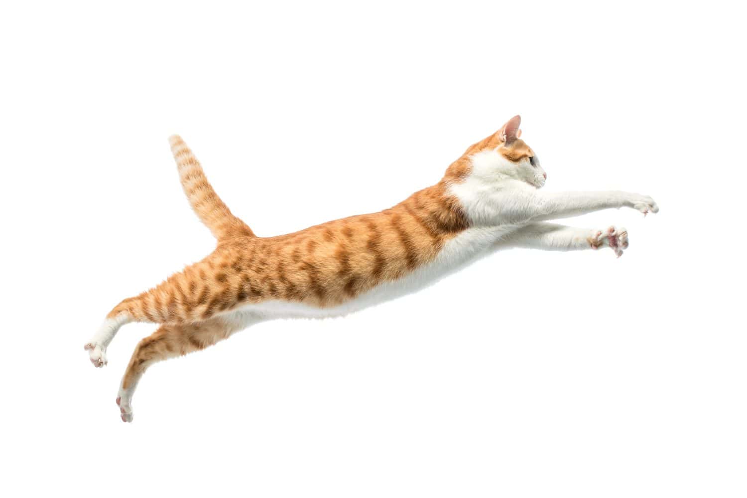 a jumping cat isolated on white background.