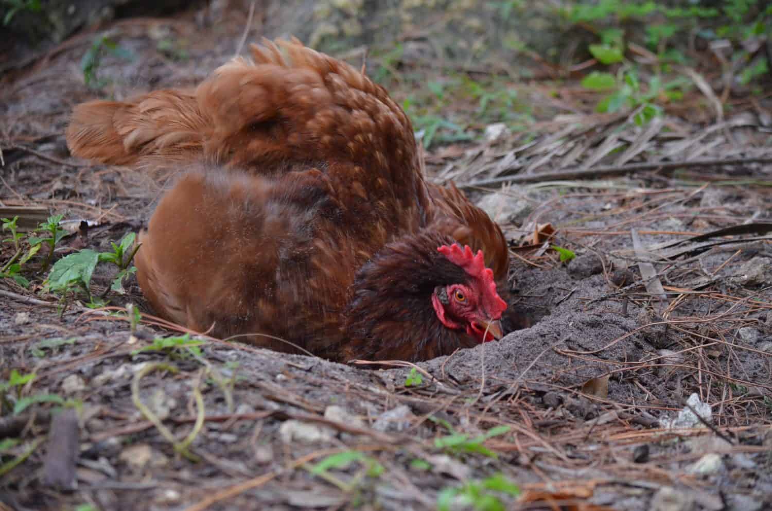 Brown chicken with a red comb dust bathing in Florida.