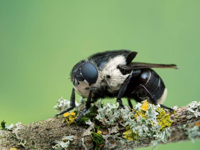 Side view of an adult female mouse botfly, Cuterebra fontinella, resting on a lichen-covered branch at the Boundary Bay saltmarsh, Delta, British Columbia. The larvae of these flies parasitize mice