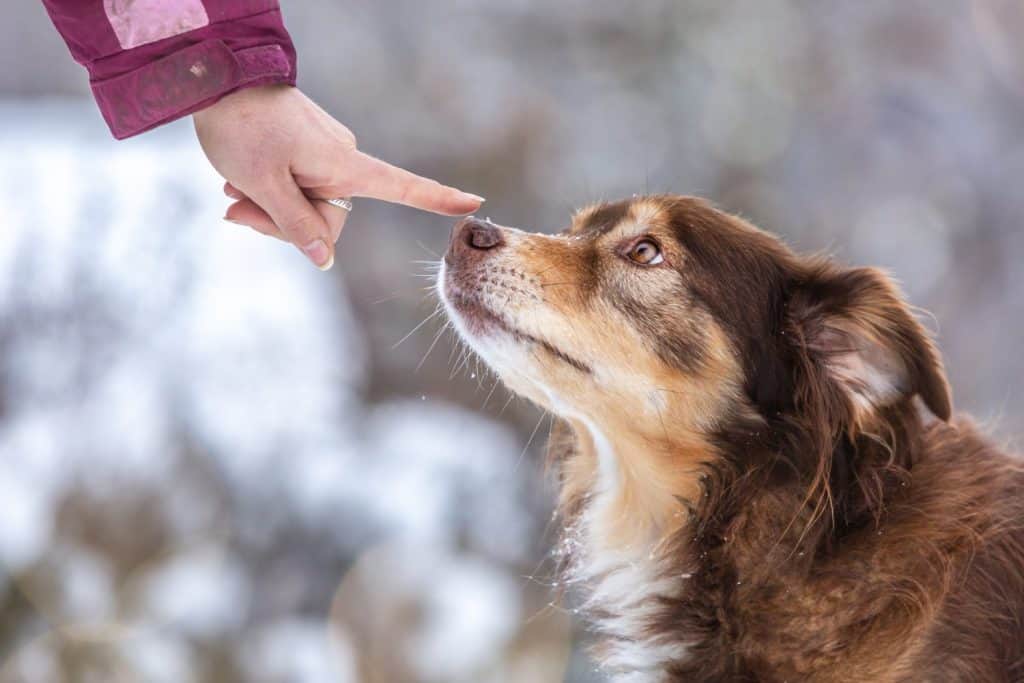A person pointing at a dog nose. Booping a dog&acute; s nose