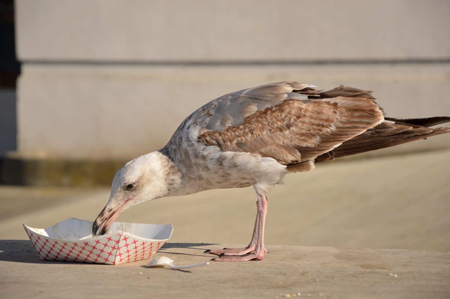 Sea Gull at Fishermans Wharf, San Francisco, California