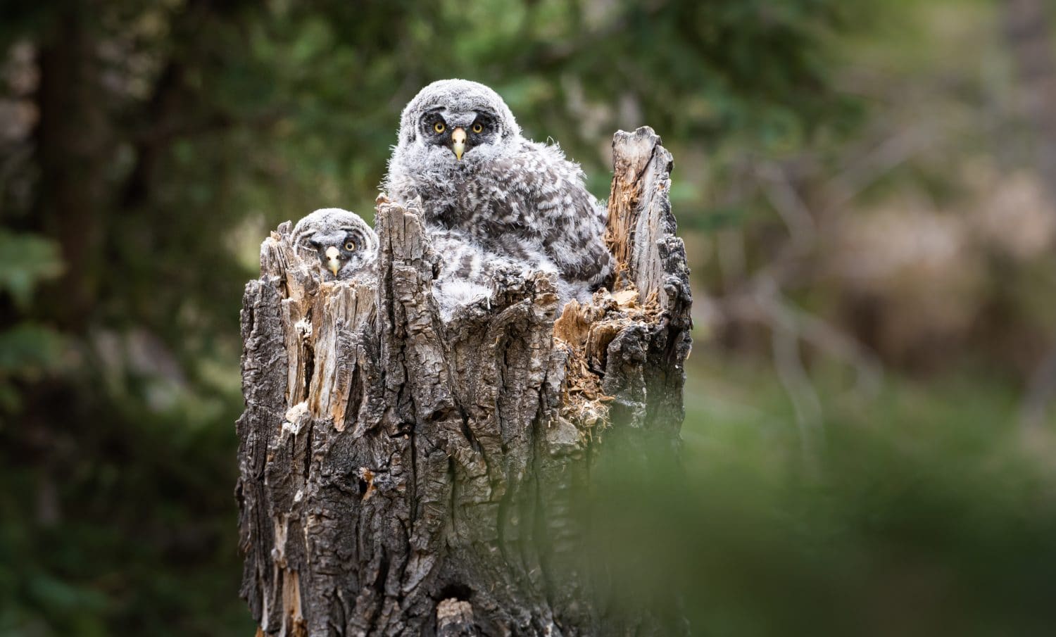 How to Tame Owls in Exotic Birds: Expert Tips for Success