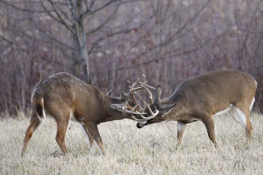 Two White-tailed deer bucks fighting.