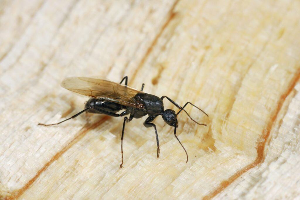 A winged Carpenter Ant