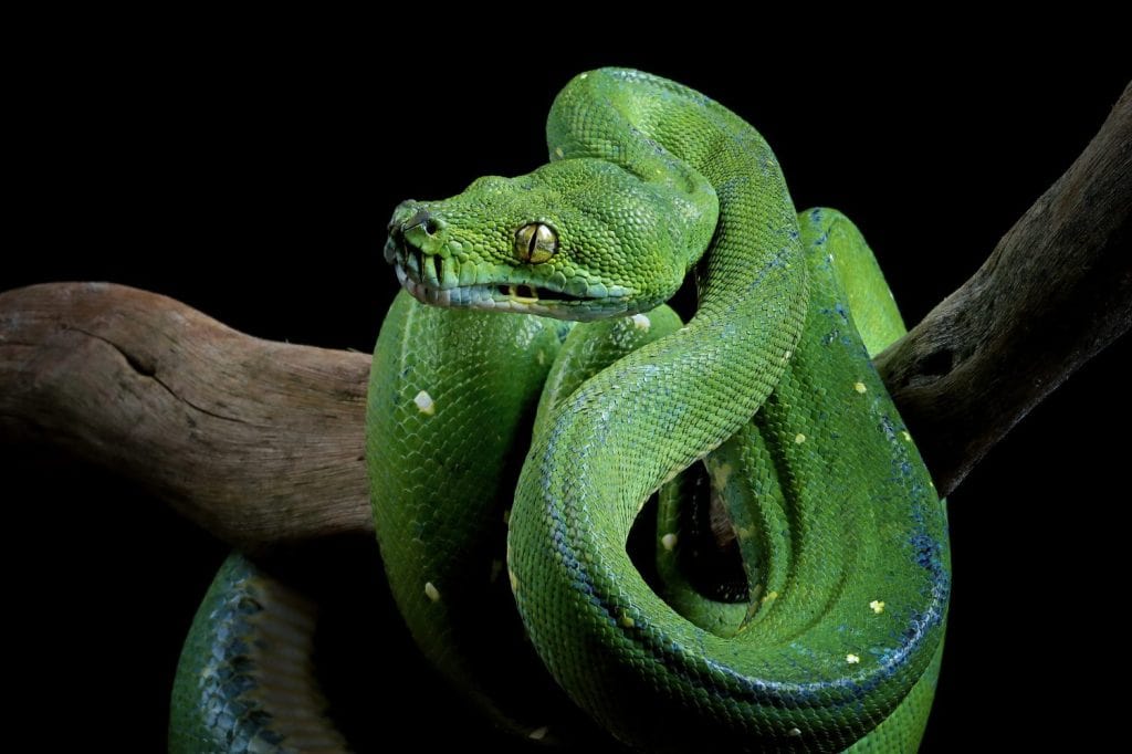 Green tree python snake on branch ready to attack, Chondropython viridis snake closeup with black background, Morelia viridis snake