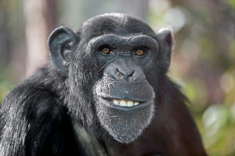 A close up chimpanzee portrait (Pan troglodytes)