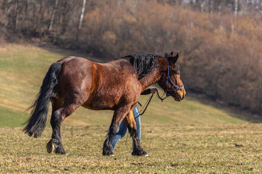 A person walking a south german draft horse across a meadow.