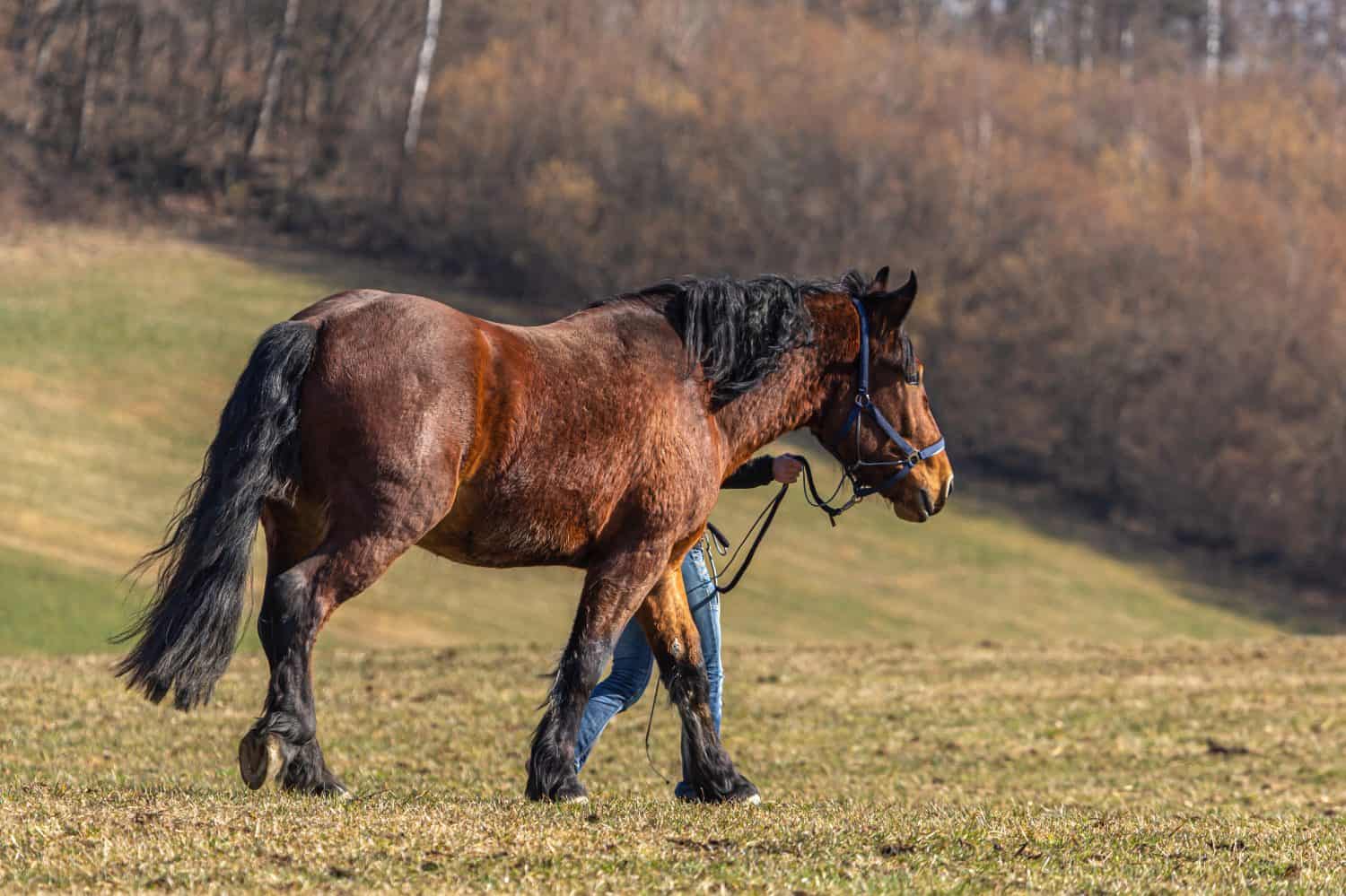 A person walking a south german draft horse across a meadow.