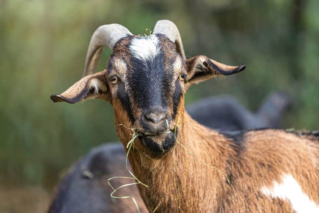 Portrait of a cute goat eating hay