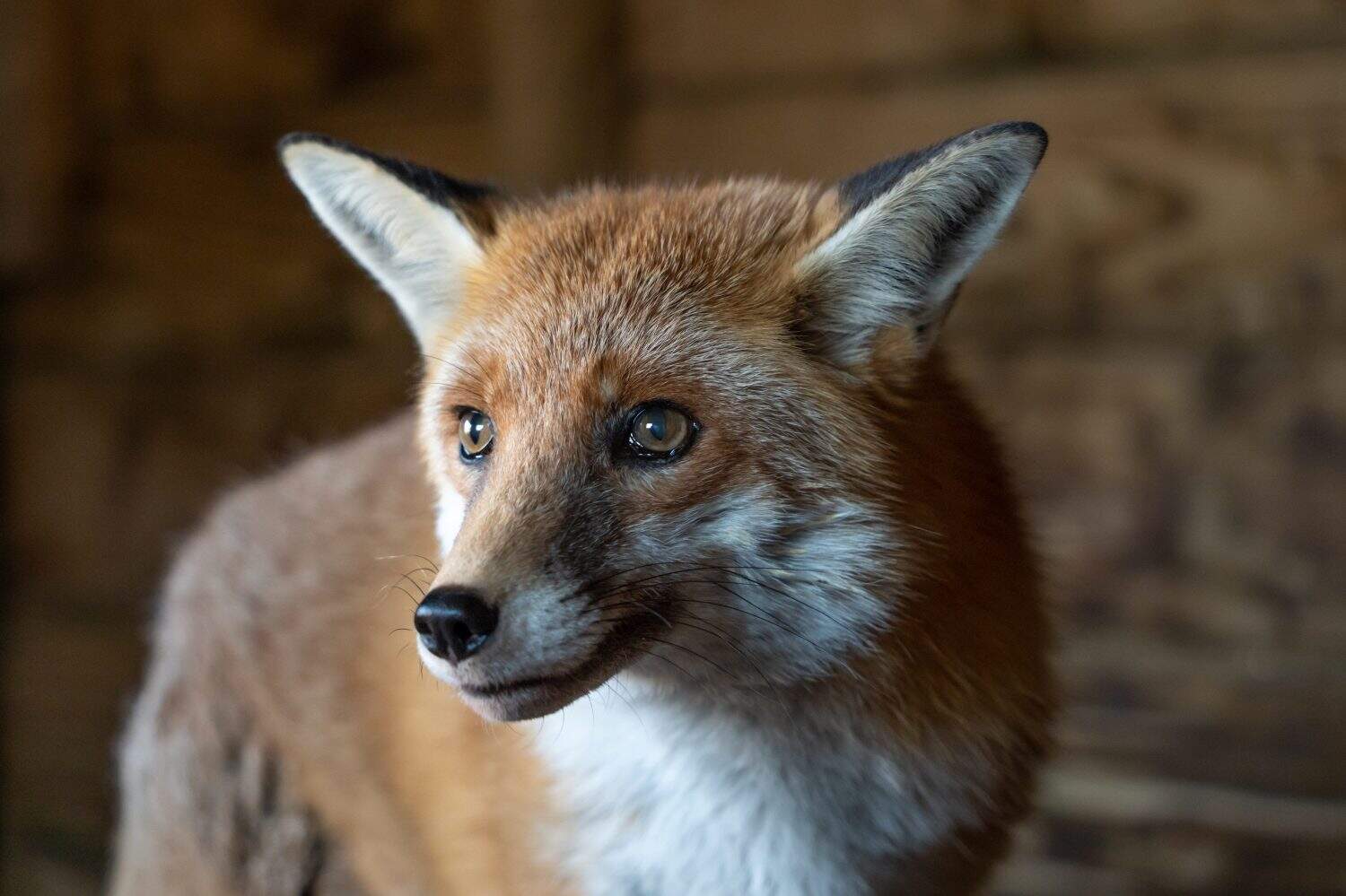 Meadow, a 15 year old female rescue fox at the Screech Owl Sanctuary, Cornwall, UK.