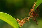 Out with a Bang: The Shocking Defense Strategy of Exploding Ants - A-Z ...