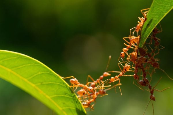 Out with a Bang: The Shocking Defense Strategy of Exploding Ants - A-Z ...