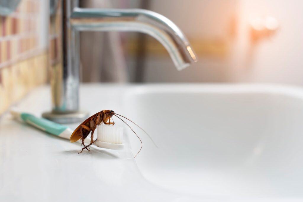 Cockroaches on the toothbrush on the bathroom sink.