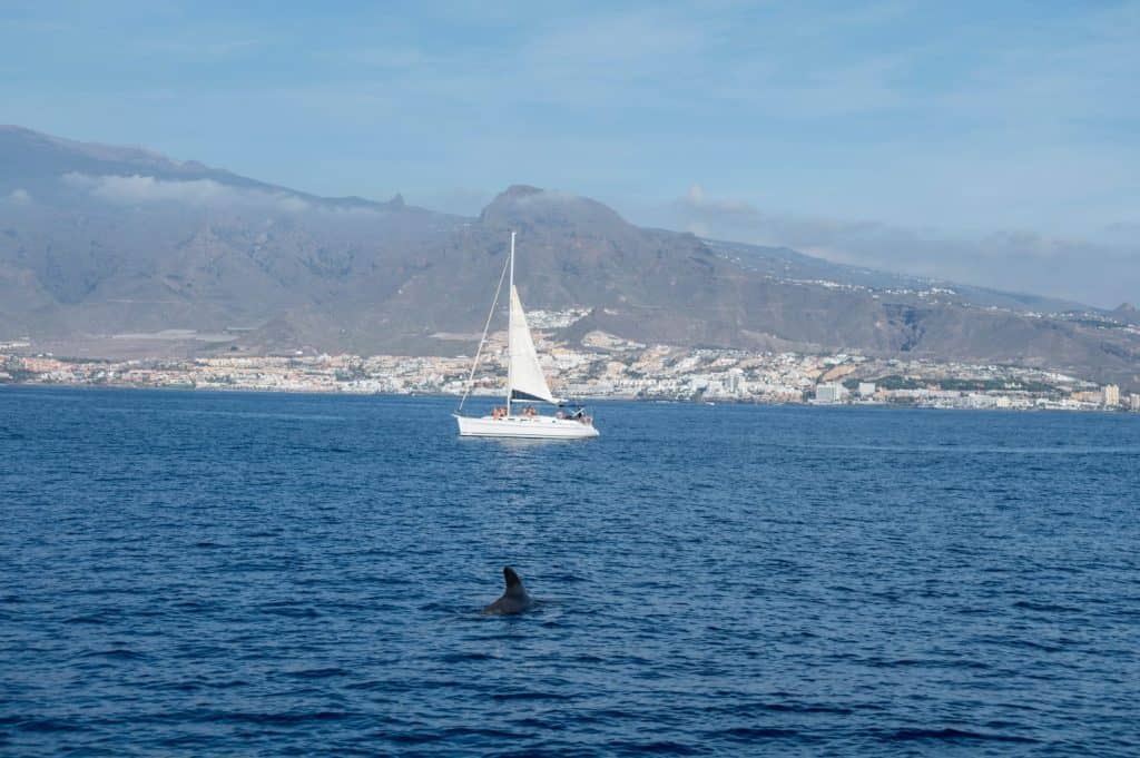 What's Behind the Mysterious Rise in Orca Attacks on Boats - A-Z Animals