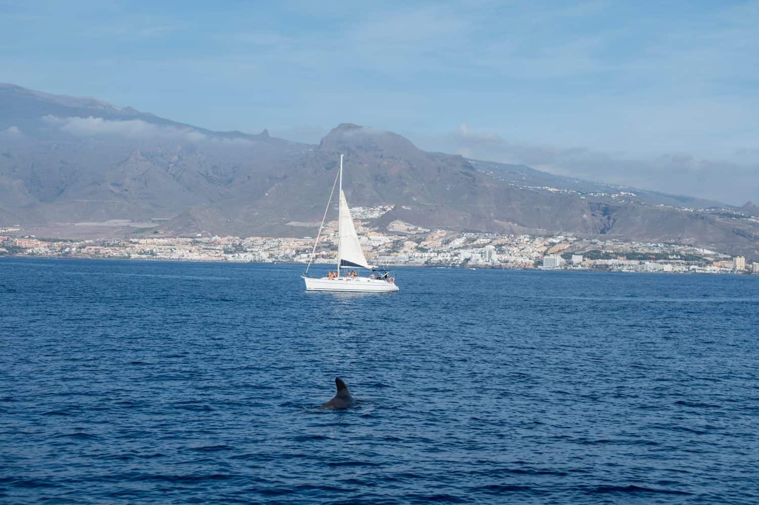 Whales watching from boat, spotted family of whales near coast of Tenerife, Canary islands, Spain in winter