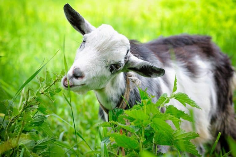 Goat on a pasture