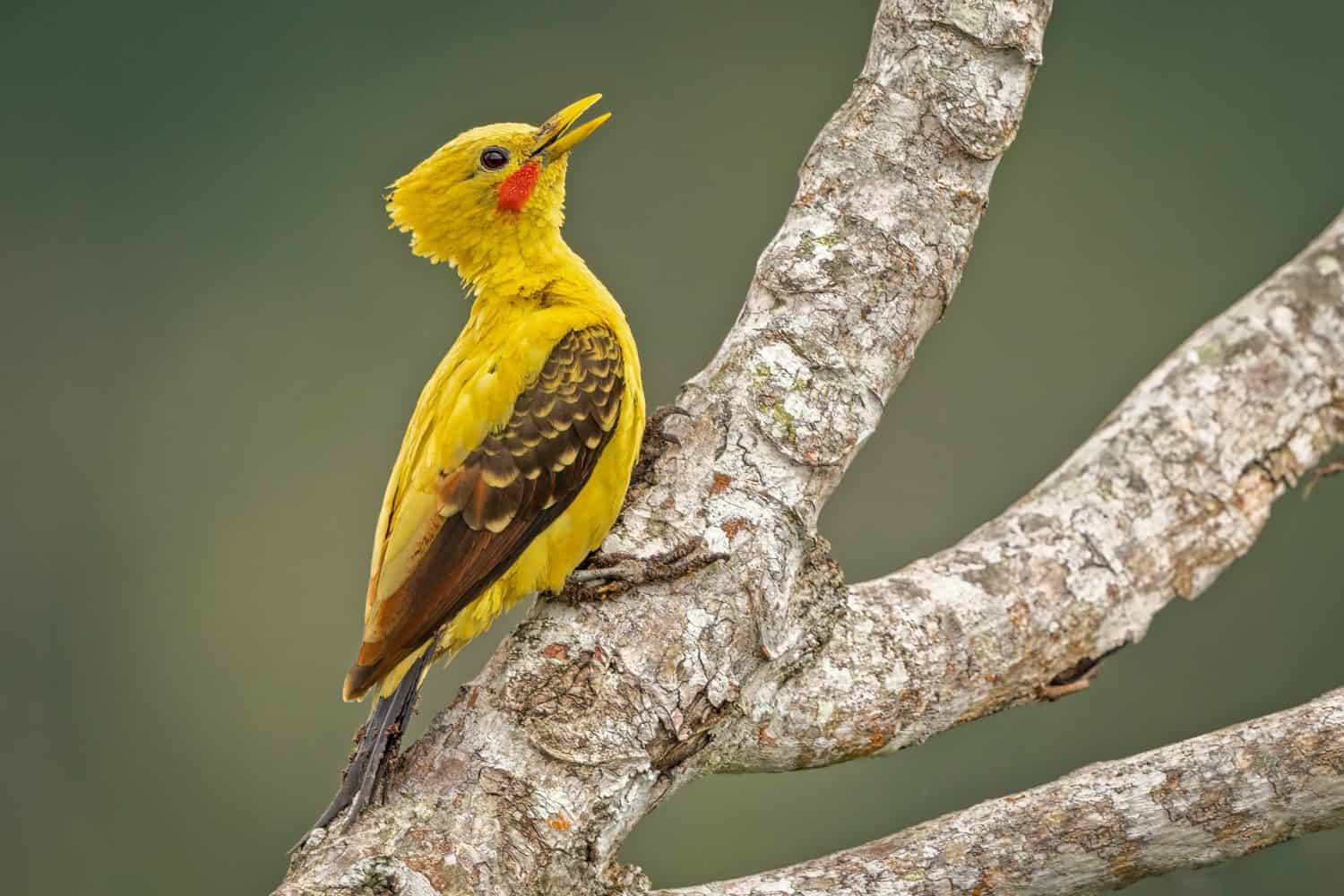 Cream-colored Woodpecker (male) perched on a branch