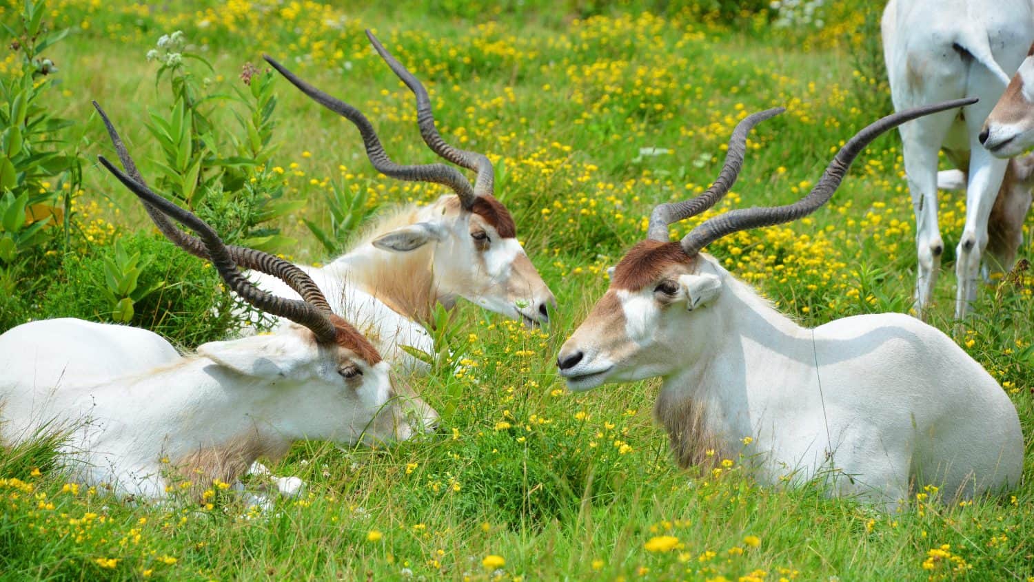 The addax (Addax nasomaculatus), also known as the white antelope and the screwhorn antelope, is an antelope native to the Sahara Desert. The only member of the genus Addax