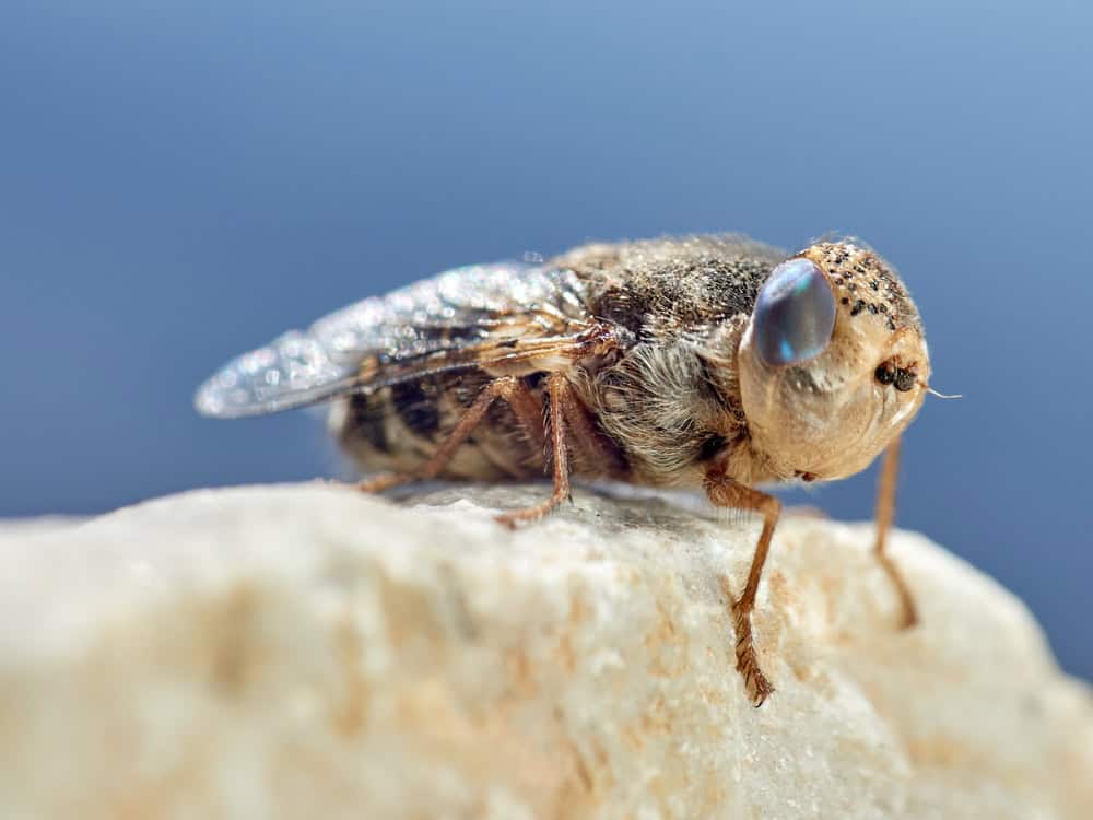 Sheep bot fly. Oestrus ovis