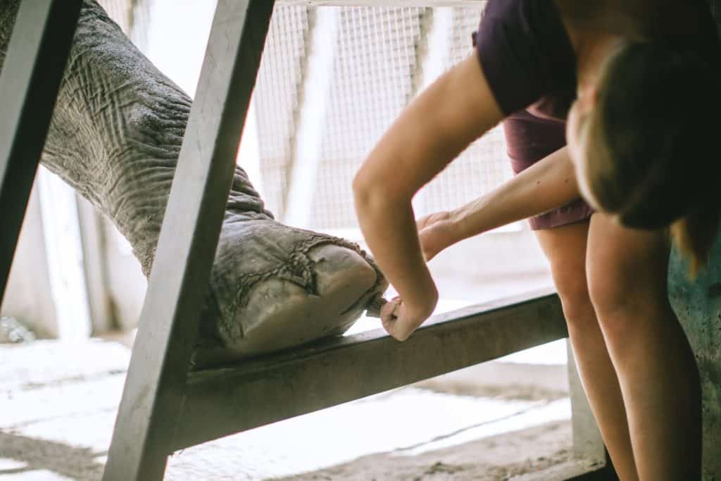 Female zookeeper care on legs of trained elephant in zoo