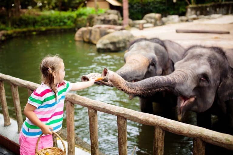 Family feeding elephant in zoo. Children feed Asian elephants in tropical safari park during summer vacation