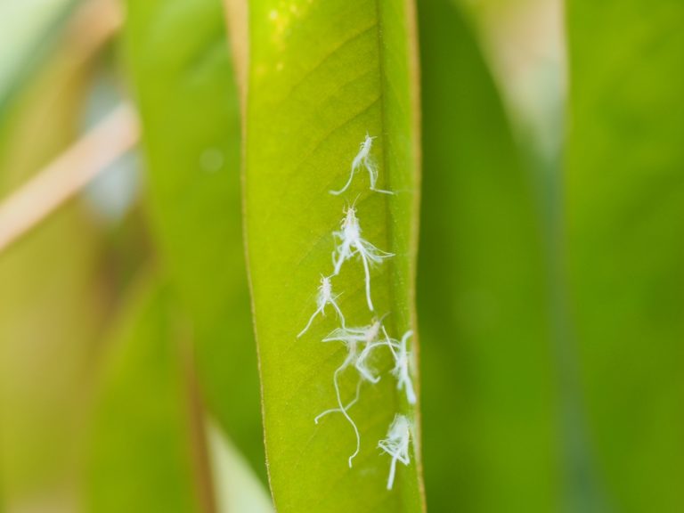 Nymphs of durian psyllid (Allocaridala maleyensis Crawford) suck plant juices and excrete sticky honeydew on which blackish sooty mold grows.