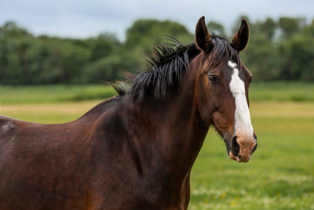 A beautiful Thoroughbred horse on Wadden Sea island Terschelling in the Netherlands