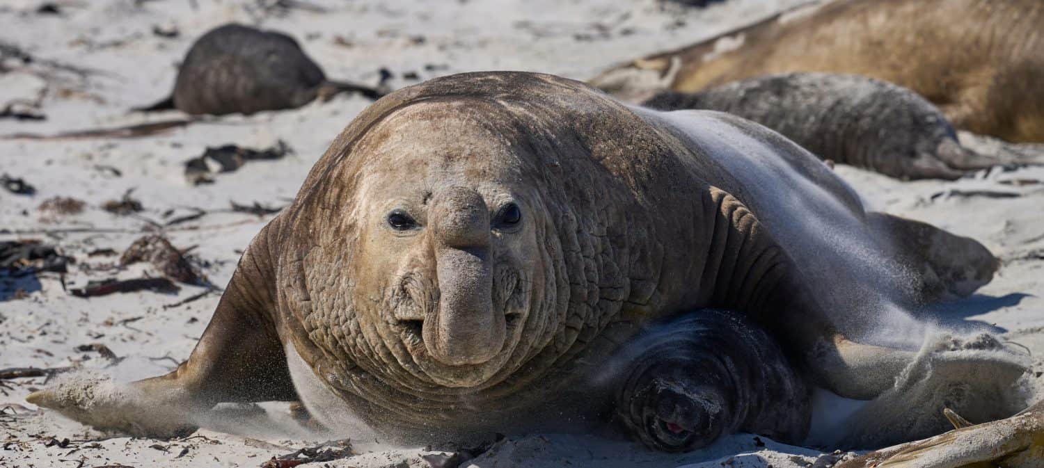 Dominant male Southern Elephant Seal (Mirounga leonina) races through his harem to see off an interloper during the breeding season. Sea Lion Island in the Falkland Islands.