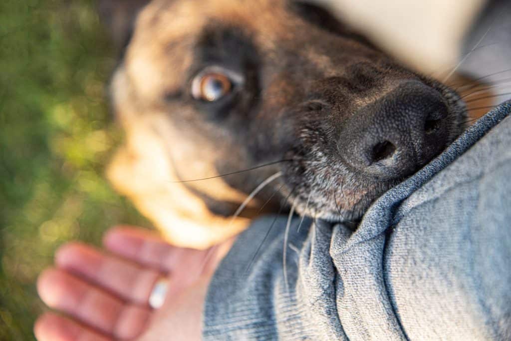 An angry dog bites a man's hand.