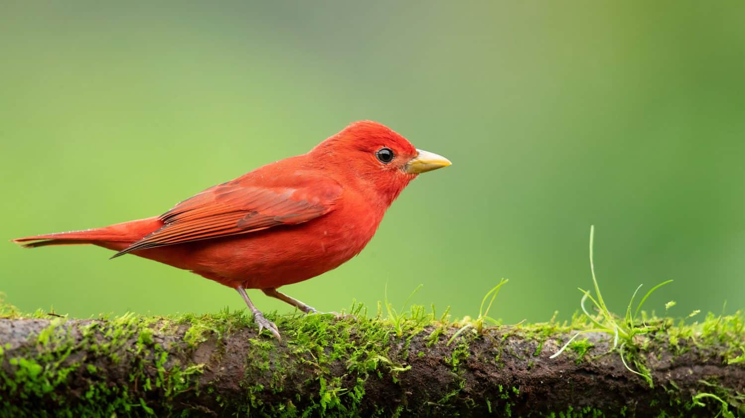 Summer tanager (Piranga rubra) is a medium-sized American songbird. Formerly placed in the tanager family (Thraupidae), it and other members of its genus are now classified in the cardinal family