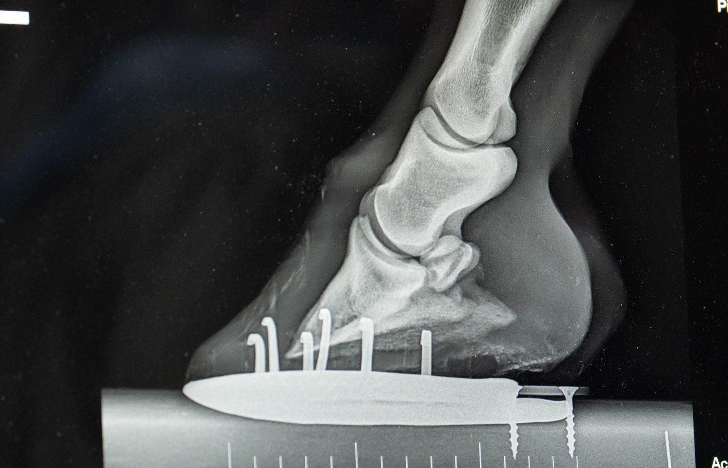 close up x-ray of horses lower front leg showing horse show and nails as well as hoof foot ankle and other lower equine leg bones x-ray taken by veterinarian to diagnose foot ir leg lameness issue 