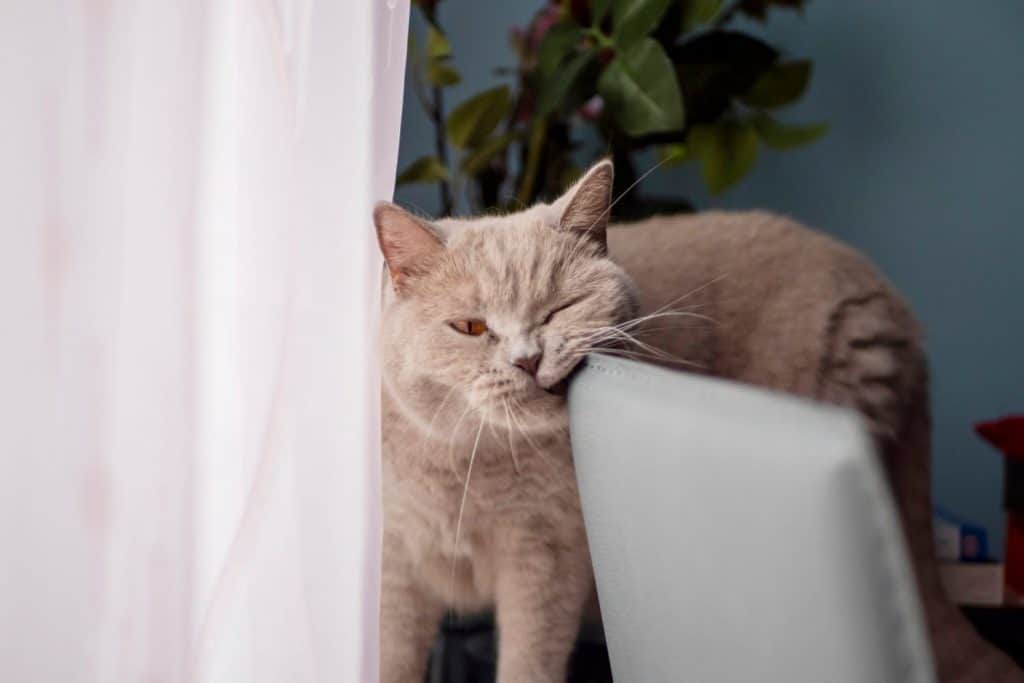 British short hair cat rubbing its face on back of a chair making funny face. Home pet.