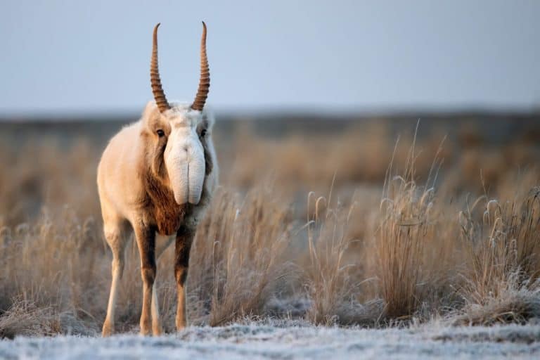 Saiga antelope or Saiga tatarica walks in steppe near waterhole in winter