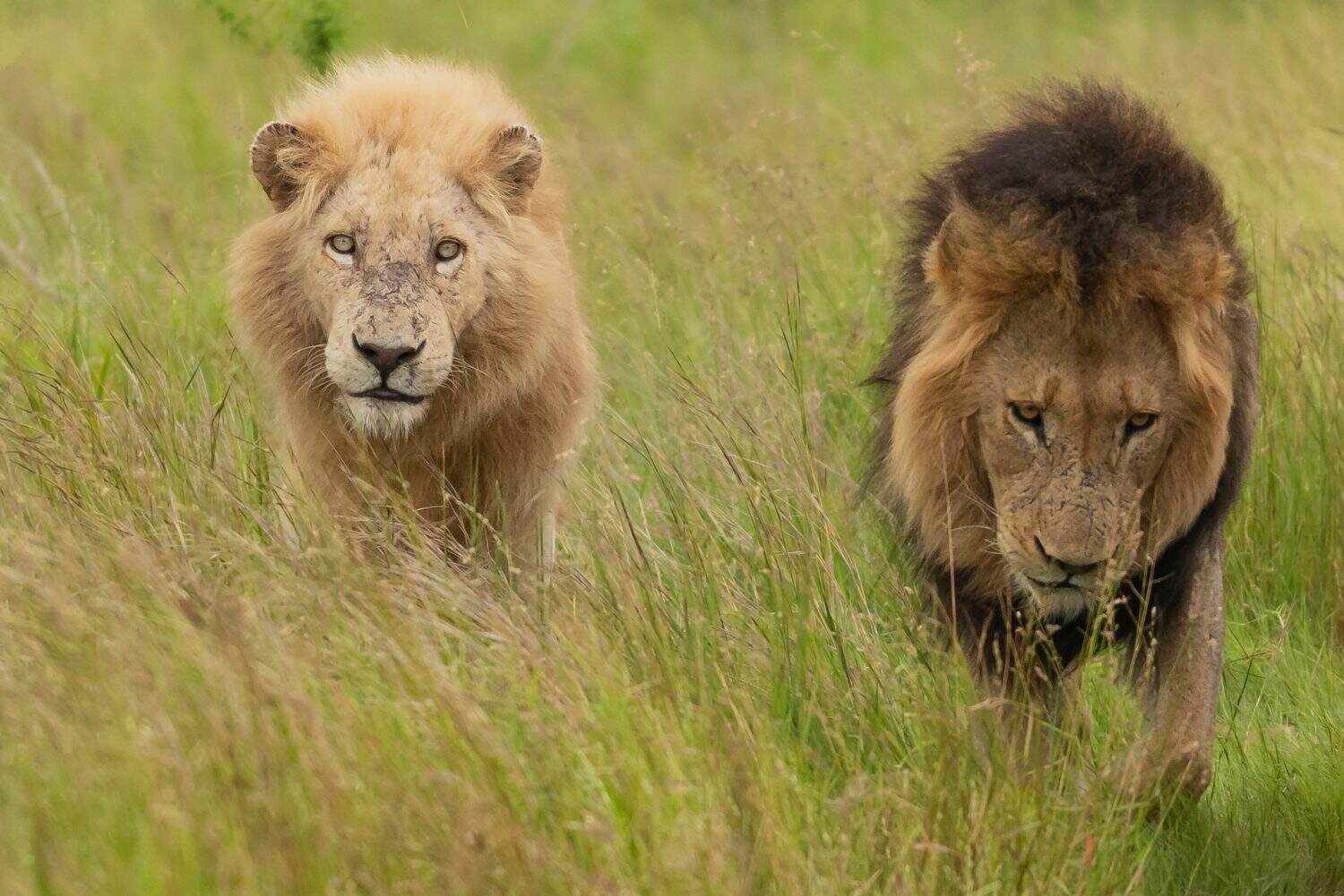 Understanding the Differences Between African vs. Asiatic Lions - A-Z ...