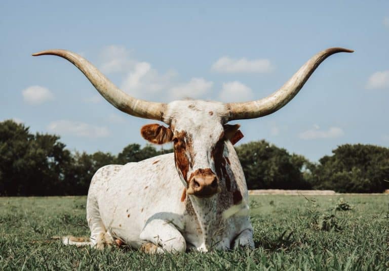Texas longhorn laying in the grass