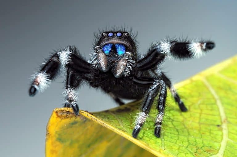 Macro shot, Beautiful natural landscape Phidippus regius jumping spider action on green leaf. Shows eye details. Use Phidippus regius jumping spider predator natural habitat as background or wallpaper