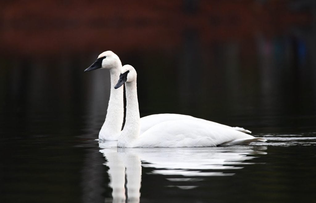 A pair of trumpeter swans gracefully swimming along the lake among the crisp spring air