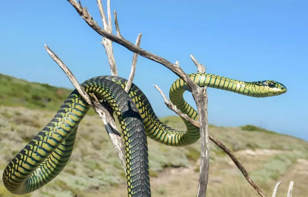 beautiful boomslang snake, The Boomslang snake is curled up against a tree branch