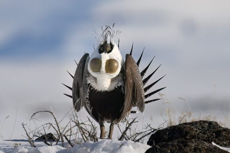 Male Greater-sage grouse (sage hen) (Centrocercus urophasianus) calls for the ladies from his snow-covered sagebrush lek with his spectacular breeding display in the Eastern Idaho plains.