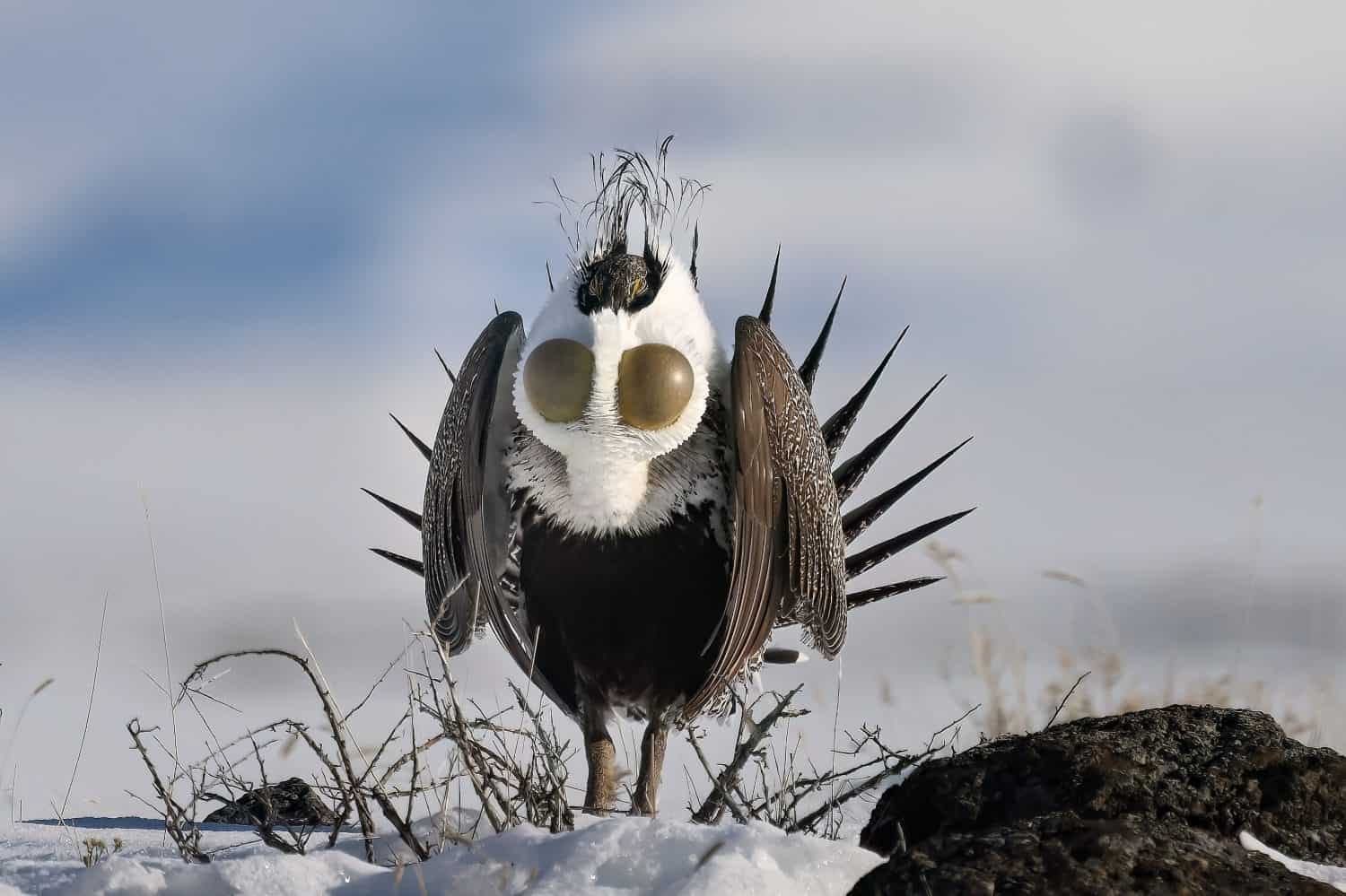 Male Greater-sage grouse (sage hen) (Centrocercus urophasianus) calls for the ladies from his snow-covered sagebrush lek with his spectacular breeding display in the Eastern Idaho plains.  