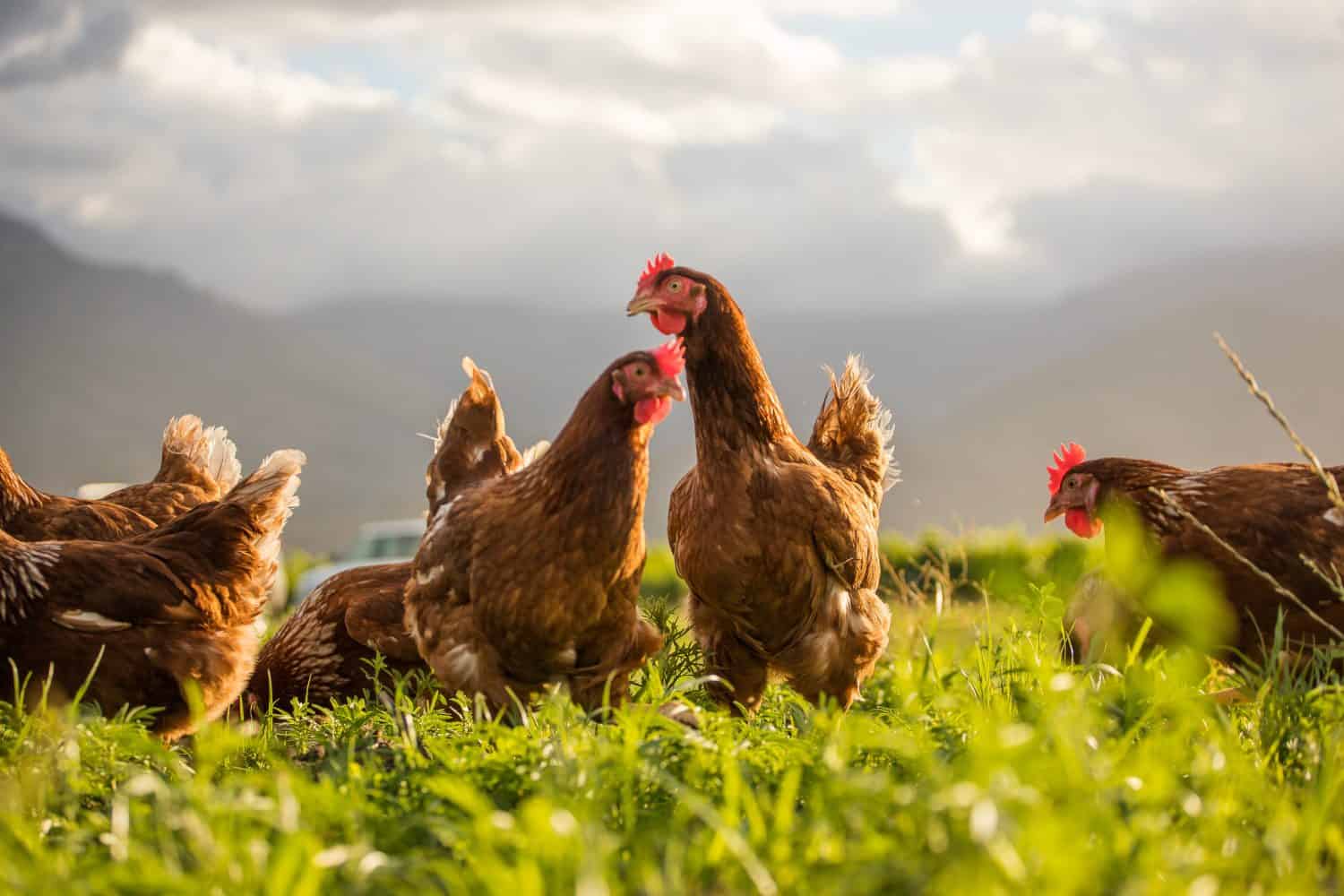 This beautiful image showcases free-range egg-laying chickens in both a field and a commercial chicken coop. The photograph captures the natural beauty of these birds and their living environment.