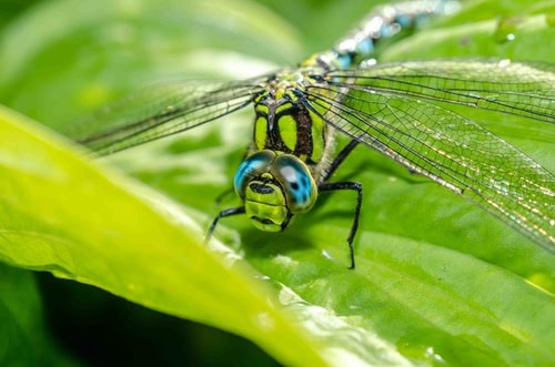 Extreme macro shot dragonfly eye in the wild on a green leafs. Close to the details of the dragonfly's eye. Selective focus.
